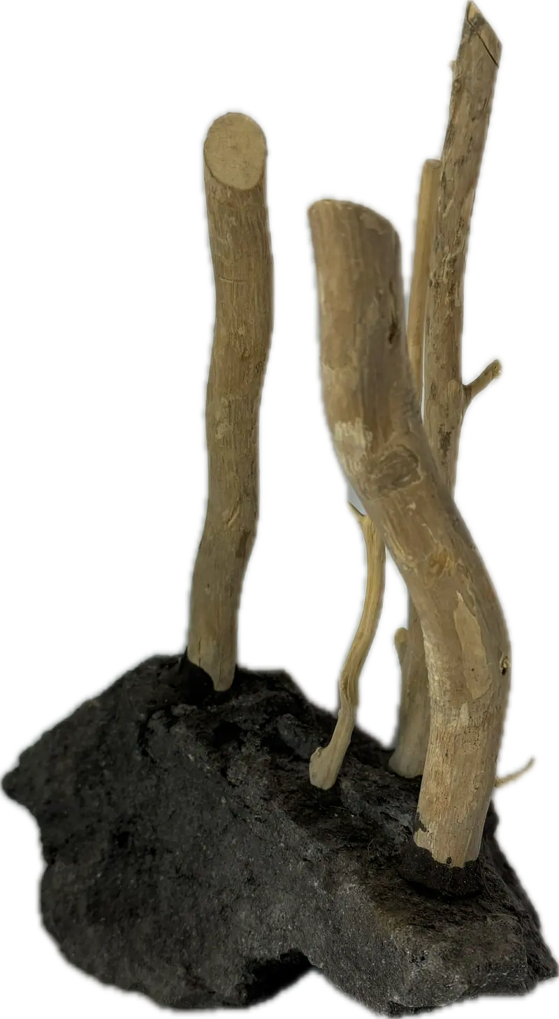 Coffee Rock mit Wurzel – Hardscape für Aquarien