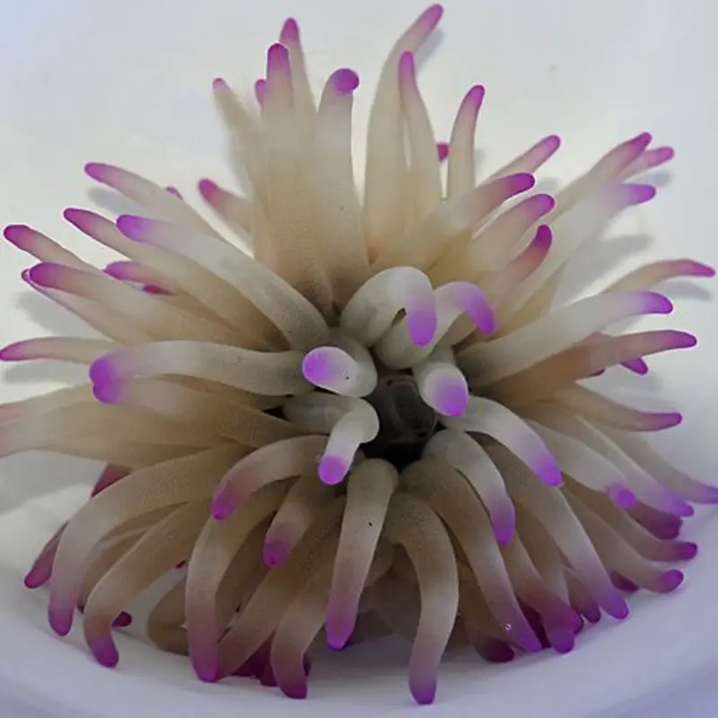 Condylactis gigantea - Florida Anemone Pinke Spitzen