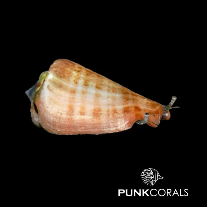 Conomurex luhuanus Rotmund-Fechterschnecke