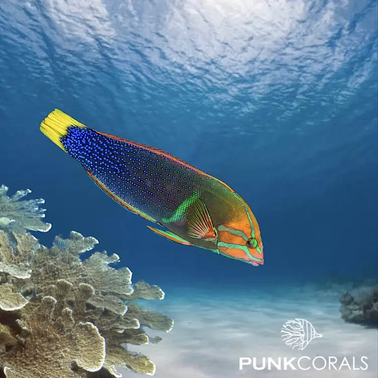 Coris gaimard Gaimards Lippfisch
