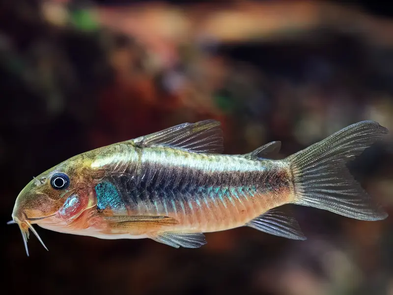 Corydoras sp. CW009 'Green Stripe'