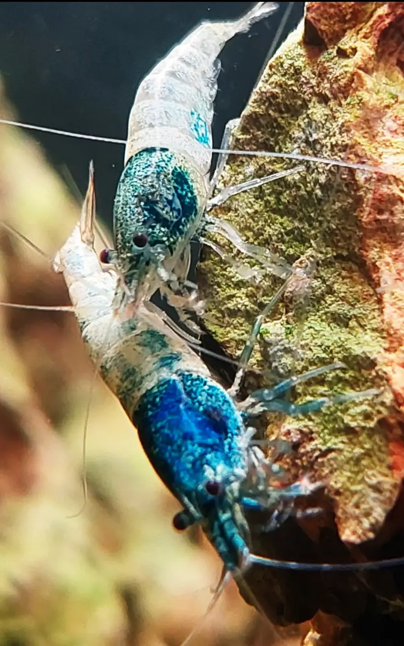Crazy Blue - Caridina
