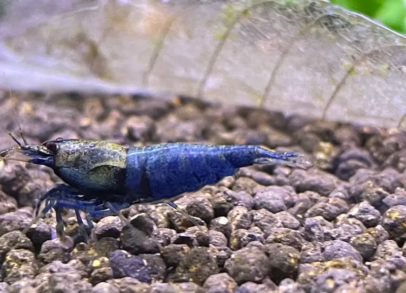 Crazy Blue Garnele
