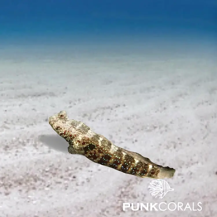 Cryptocentrus caeruleomaculatus Blaupunkt-Symbiosegrundel