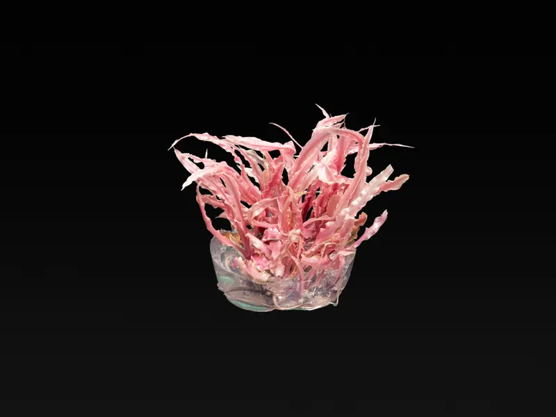 Cryptocoryne balansae 'Pink'