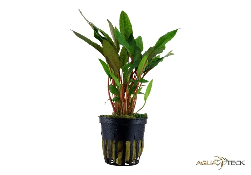 Cryptocoryne beckettii 'Petchii' - In pot