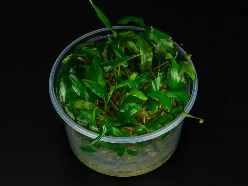 Cryptocoryne cordata