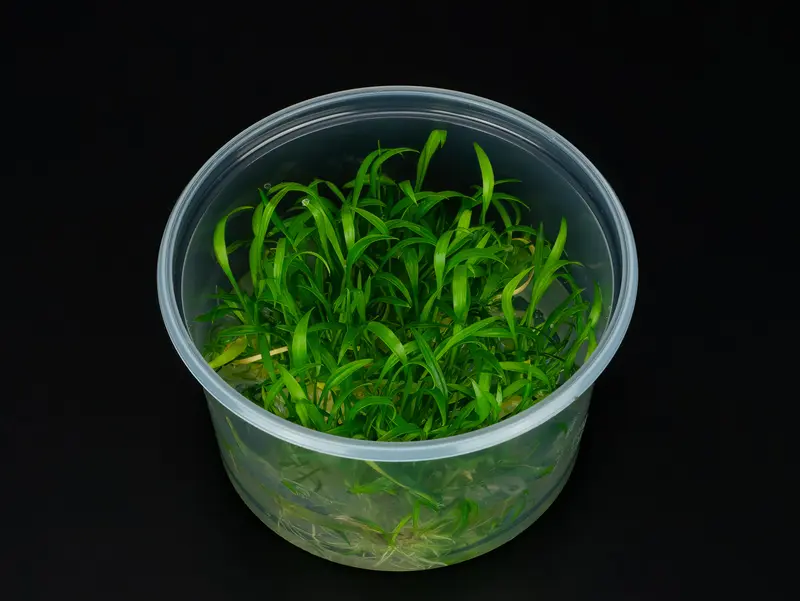 Cryptocoryne parva
