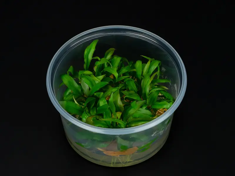 Cryptocoryne pygmea