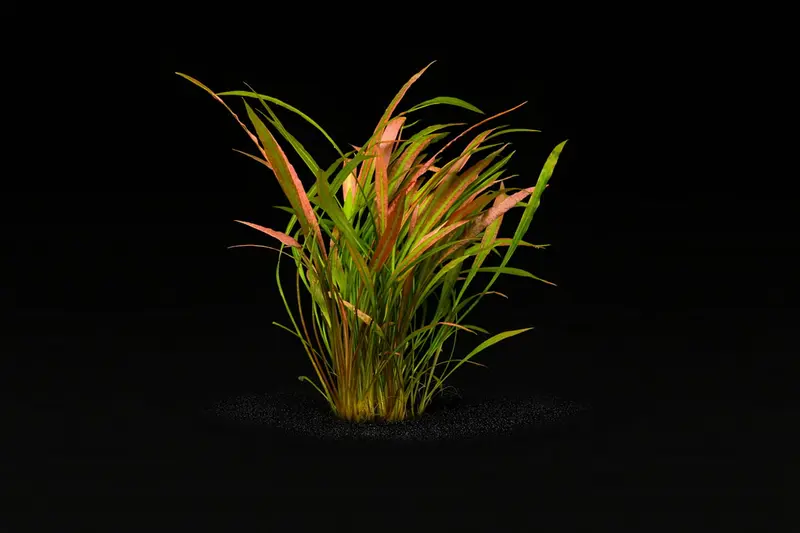 Cryptocoryne spiralis 'red'
