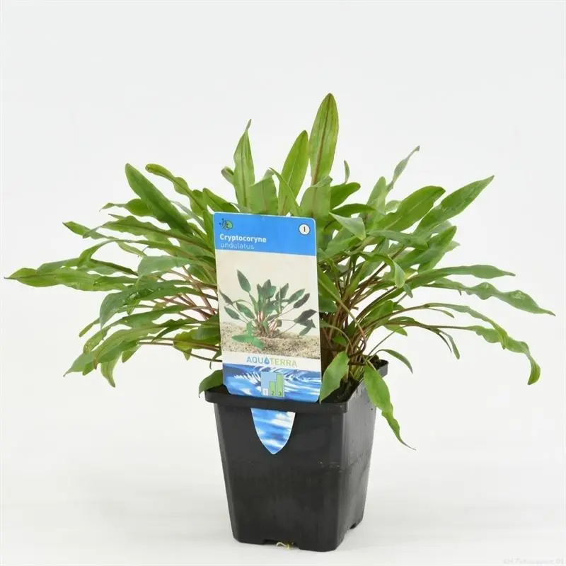 Cryptocoryne Undulatus XXL P9 pot