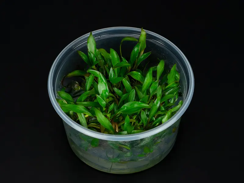 Cryptocoryne walkeri 'Hobbit'