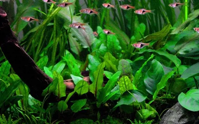 Cryptocoryne wendtii 'Green' - In vitro cup