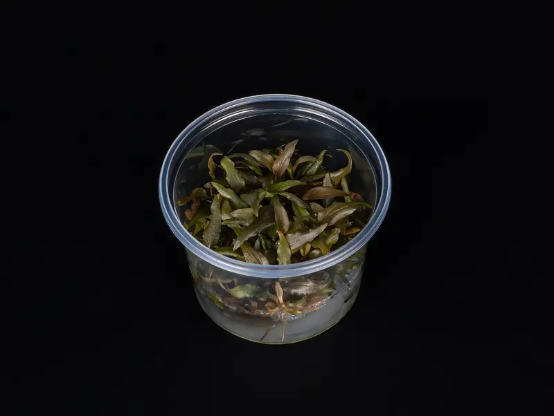 Cryptocoryne wendtii 'Rubella'