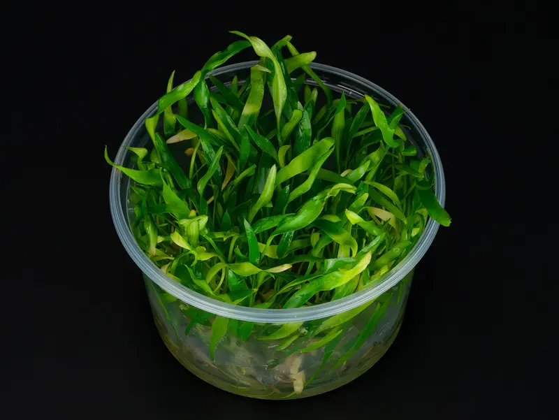 Cryptocoryne x willisii 'lucens'