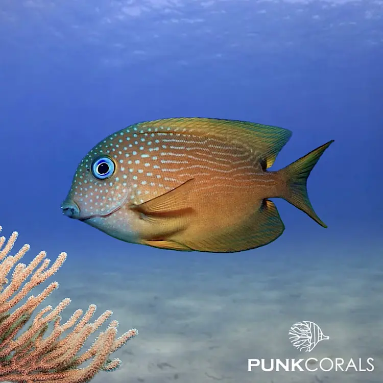 Ctenochaetus binotatus Blauaugen-Borstenzahn-Doktorfisch