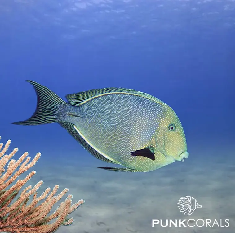 Ctenochaetus marginatus Blautupfen-Borstenzahn-Doktorfisch
