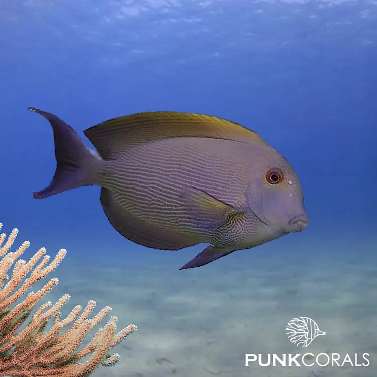 Ctenochaetus striatus Längsstreifen-Borstenzahn-Doktorfisch