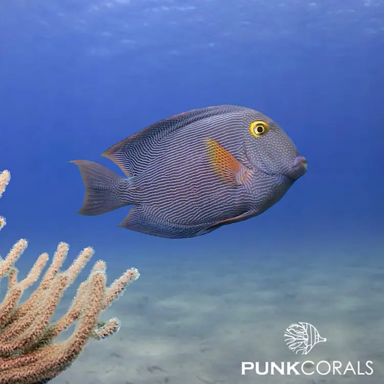 Ctenochaetus strigosus Goldring-Borstenzahn-Doktorfisch
