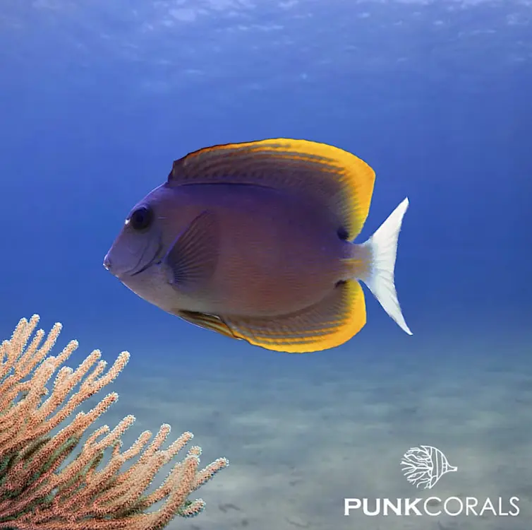 Ctenochaetus tominiensis Tominis Borstenzahn-Doktorfisch