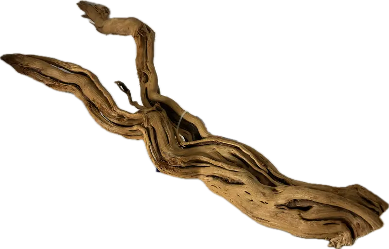 Curl Wood Mittel 40–60 cm – Aquariumwurzel fürs Scape