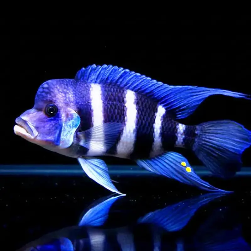 Cyphotilapia frontosa – Der König des Tanganjikasees