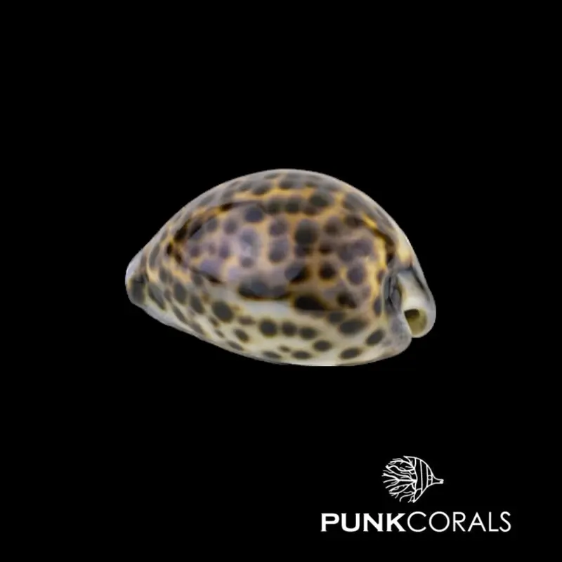 Cypraea tigris Tigerkauri