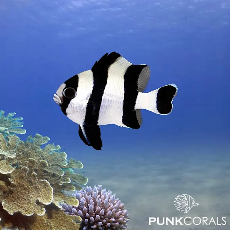 Dascyllus melanurus Schwarzschwanz-Preußenfisch