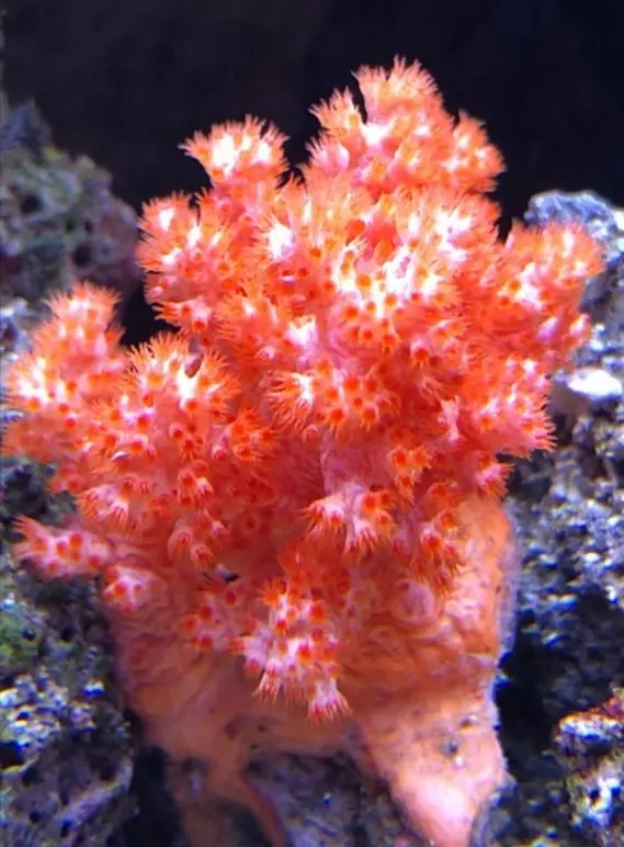 Dendronephthya sp. – Bäumchen-Weichkoralle