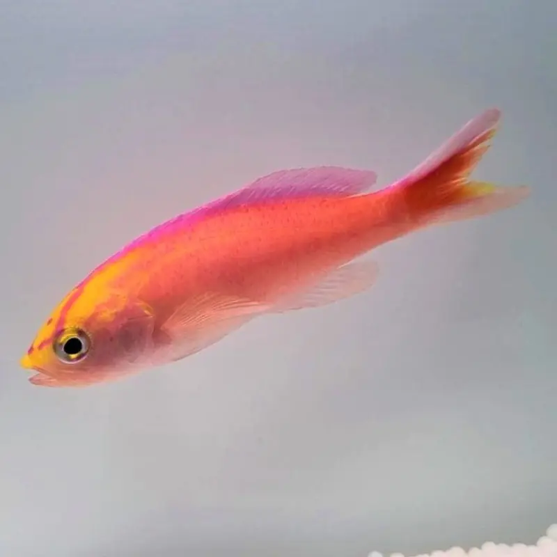 Diadem Fahnenbarsch - Pseudanthias parvirostris - männlich