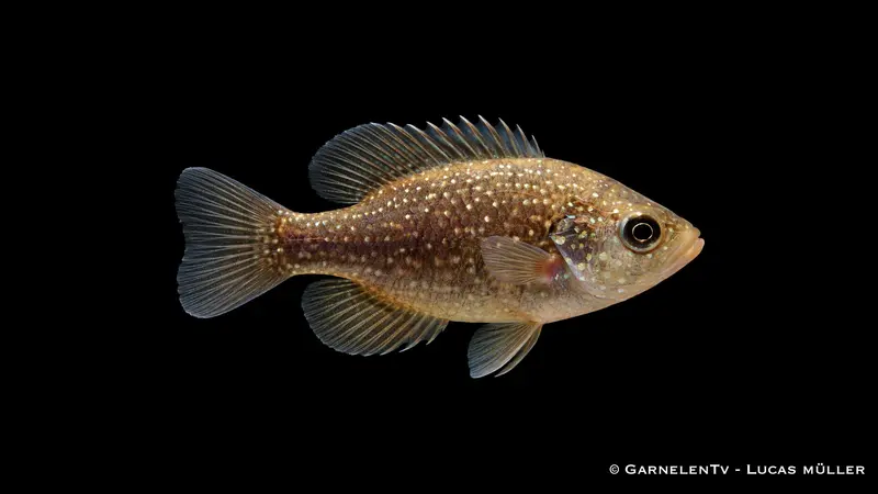 Diamantbarsch - Enneacanthus gloriosus (5-8 cm)
