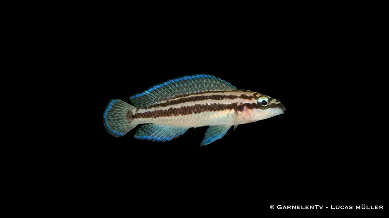 Dickfelds Schlankcichlide - Julidochromis dickfeldi
