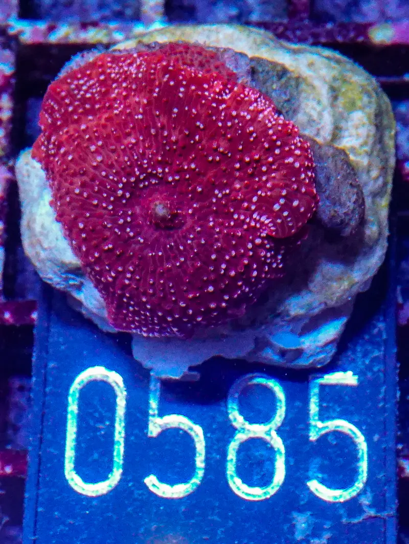 Discosoma sp. "rot"