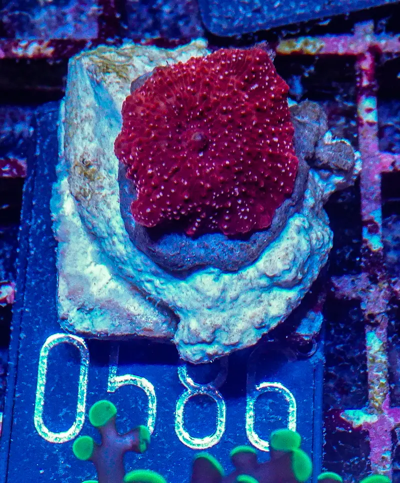 Discosoma sp. "rot"