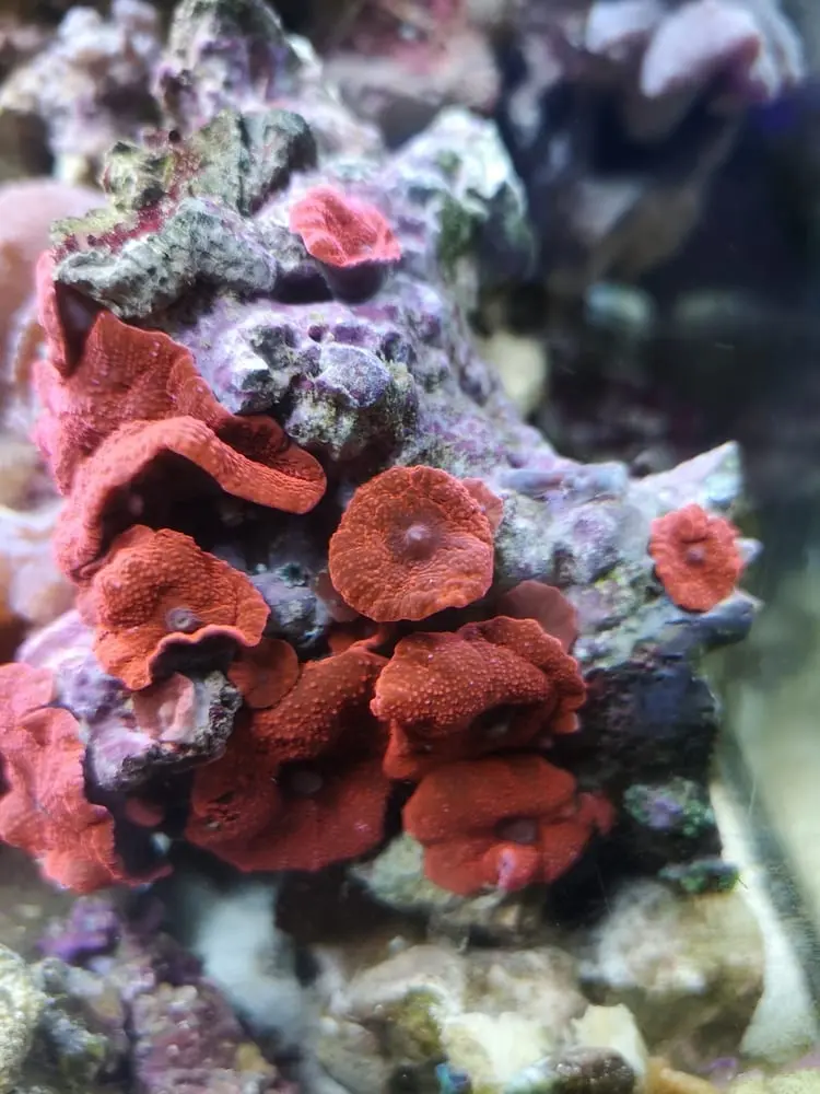 Discosoma sp. – Rote Scheibenanemone