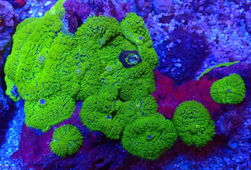Discosoma sp. – Ultra Green Scheibenanemone
