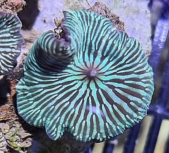 Discosoma striata – Melon Scheibenanemone