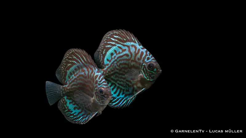 Diskus "Blau Türkis" - Symphysodon aequifasciatus