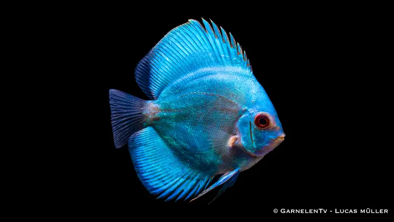 Diskus "Blue Royal" - Symphysodon aequifasciatus