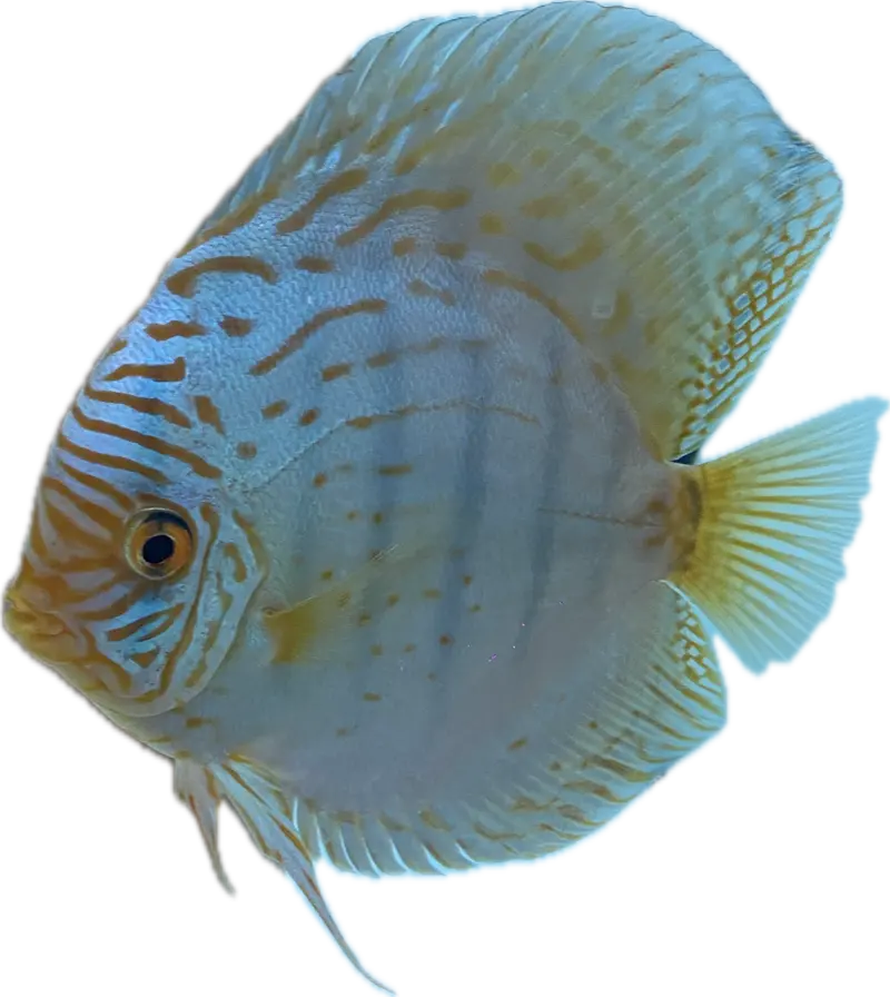 Diskus Cobalt Blau