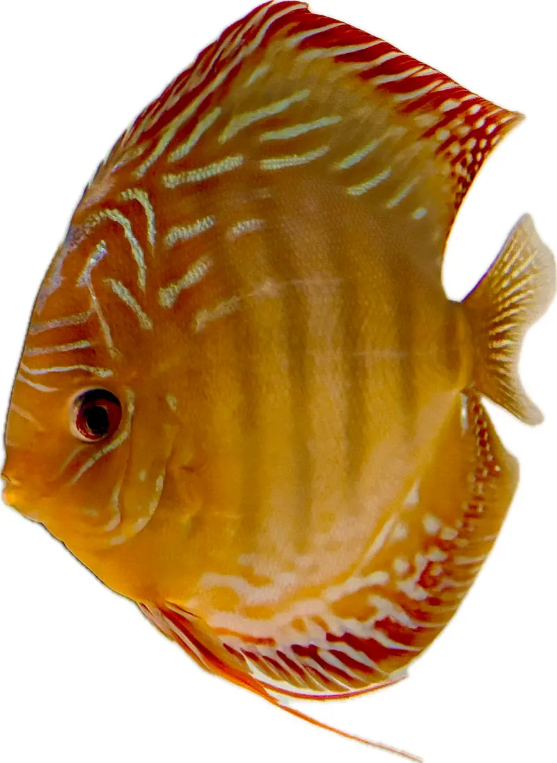 Diskus Curilenquer