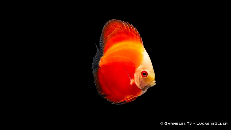 Diskus "Red Marlboro" - Symphysodon aequifasciatus
