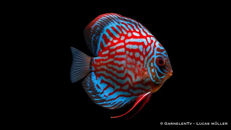 Diskus Red Royal – Symphysodon aequifasciatus
