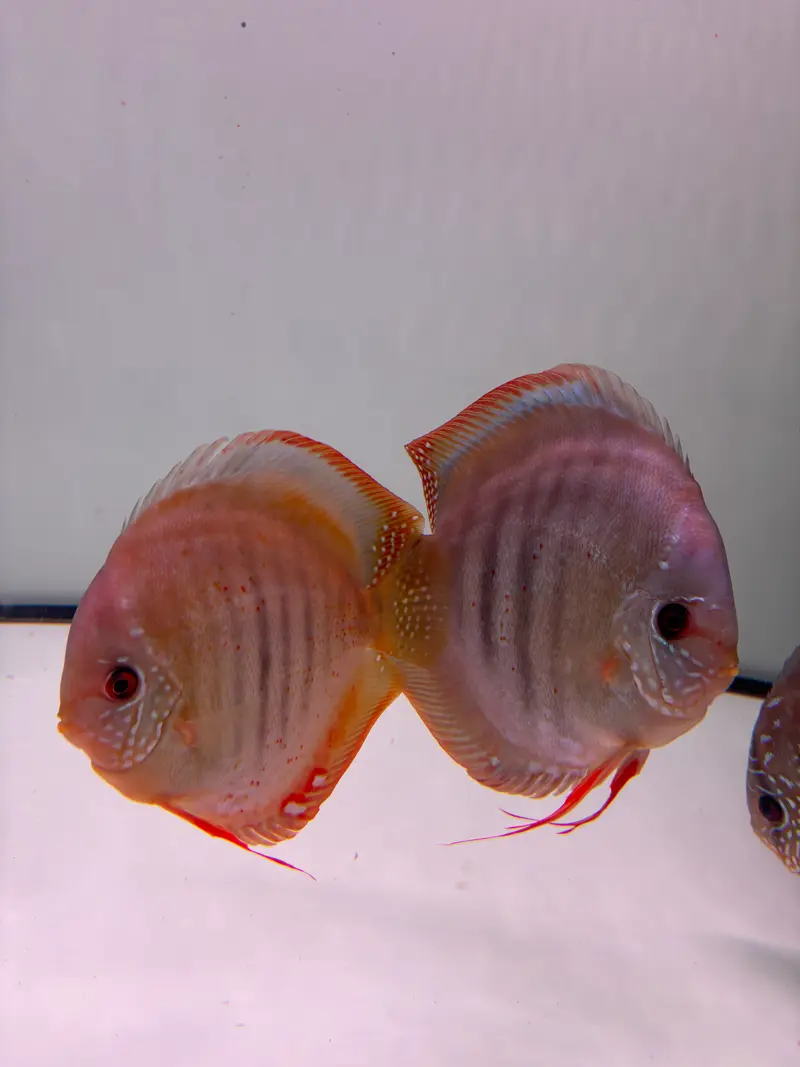 Diskus San Merah Zuchtpaar