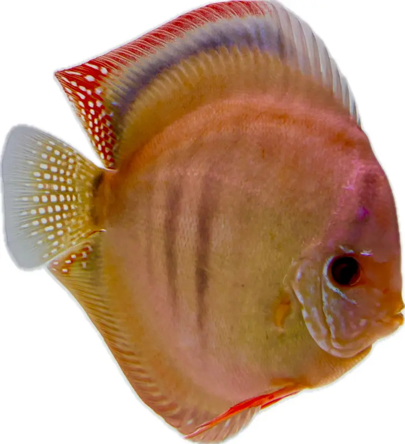 Diskus San Merah