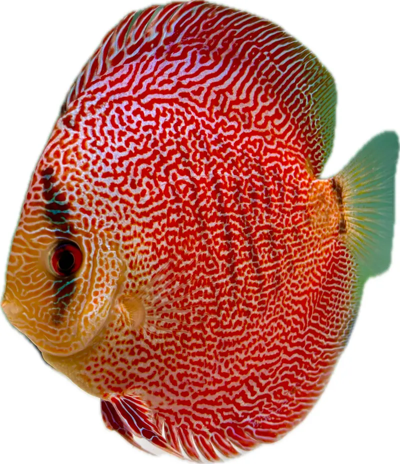 Diskus Super Panthera