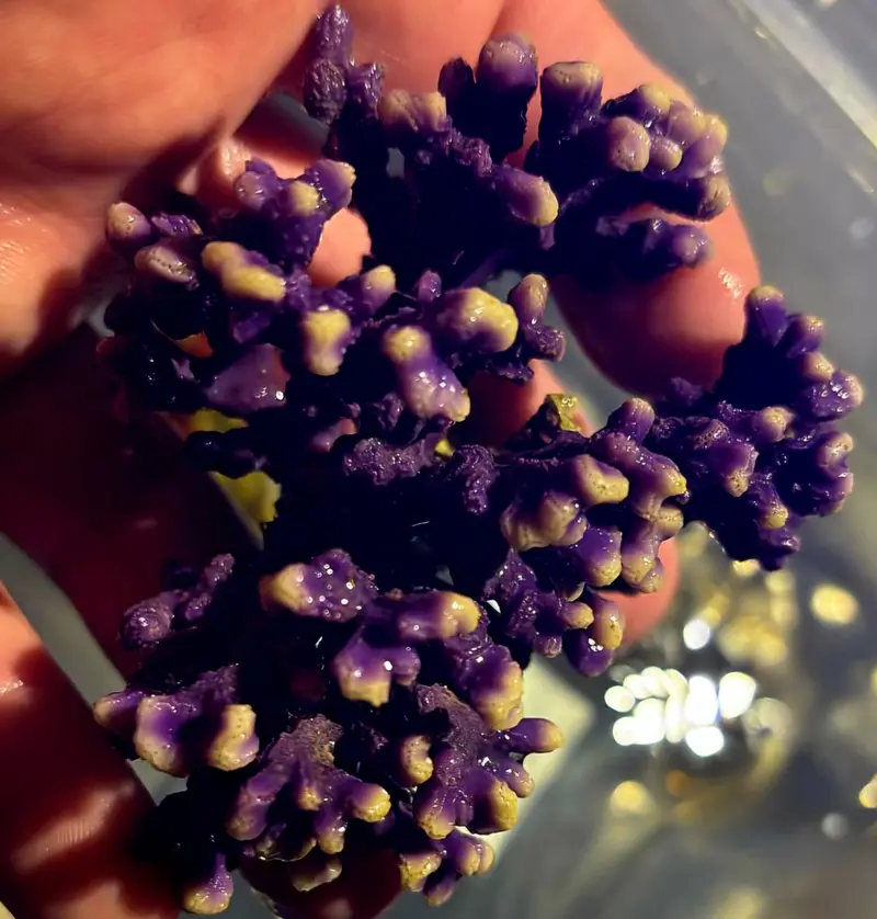 Distichopora sp. Lila - Filigrankoralle RAR!!