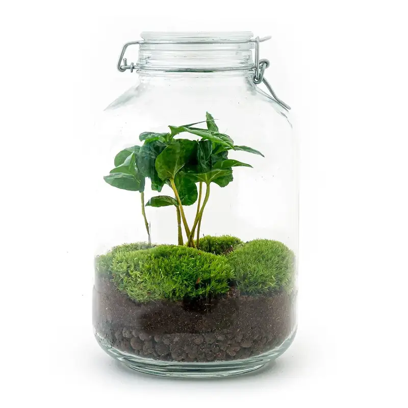DIY Flaschengarten Set – Autarkes Mini-Ökosystem mit Coffea Arabica ☕🌿 - ES+