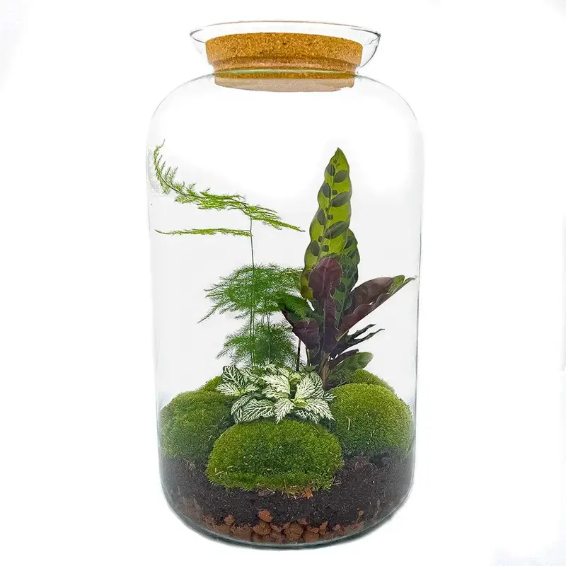 DIY Flaschengarten Set | Botanical Sven XL – Autarkes XXL-Ökosystem inkl. Werkzeug 🌿 - ES+