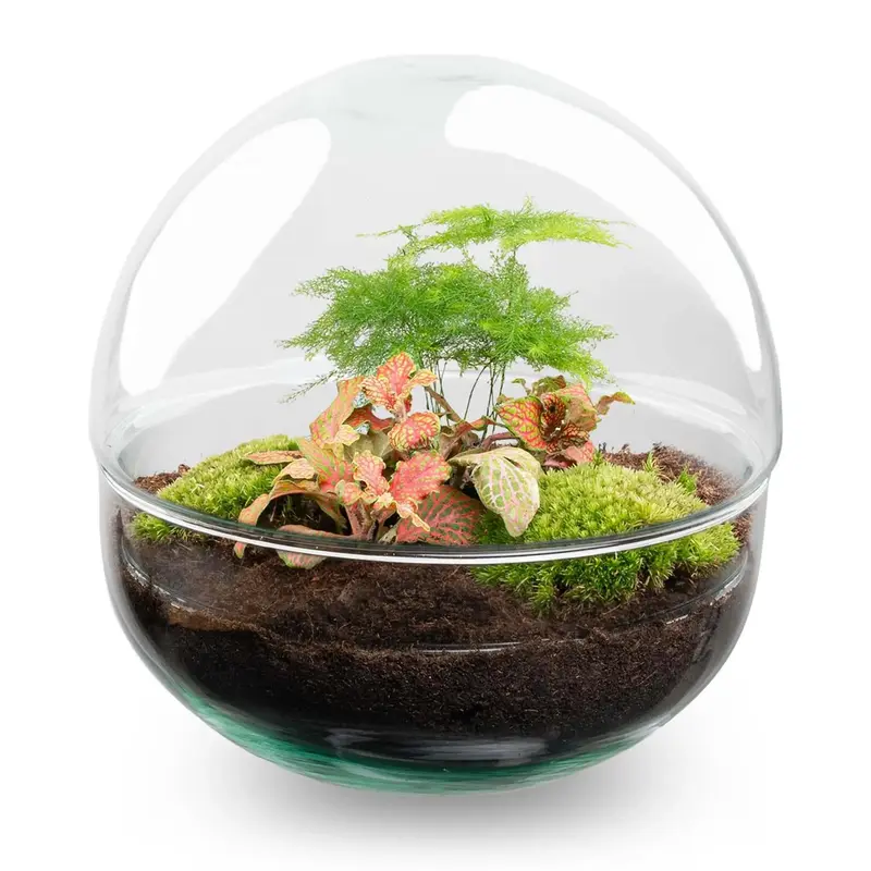 DIY Flaschengarten Set "Dome Rot" – Autarkes Mini-Ökosystem ohne Gießstress 🌿✨ - ES+